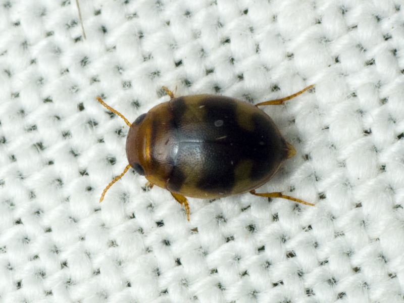 Hydrovatus cuspidatus Kunze, 1818